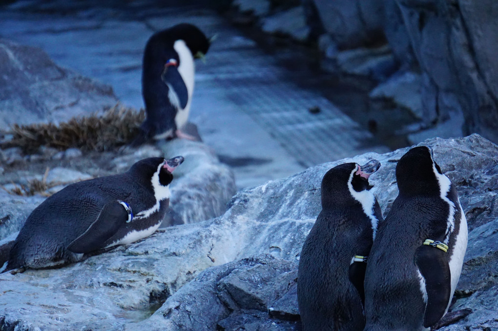 ペンギンたちのクリスマス＠葛西臨海水族園