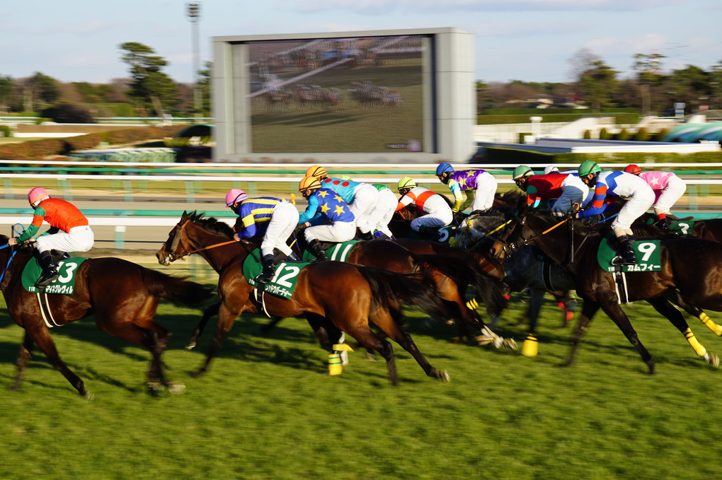 【平成29年 第1回 中山競馬 第1日】新春の風を切る馬たち