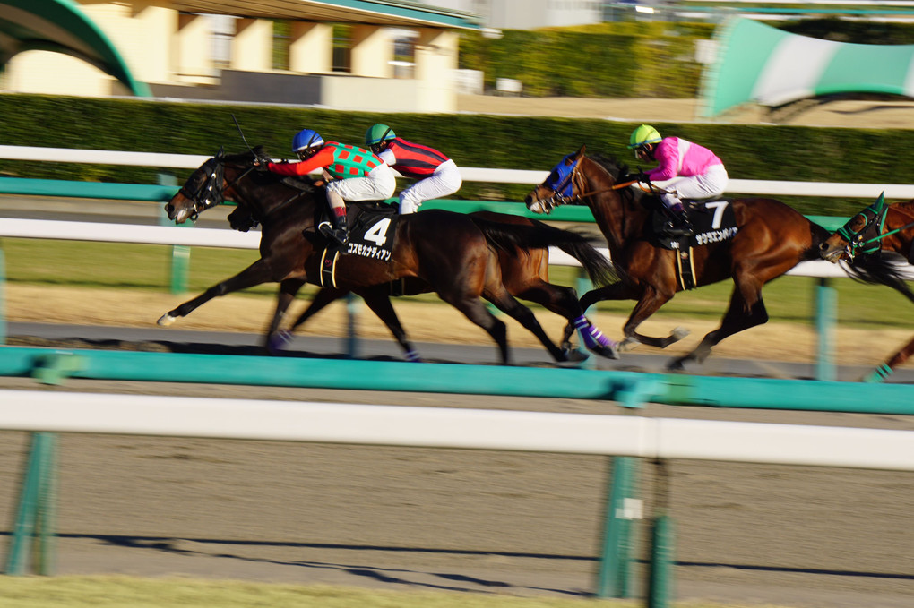 【平成29年 第1回 中山競馬 第1日】新春の風を切る馬たち