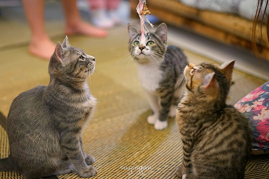 三子猫ฅ^•ω•^ฅฅ^•ω•^ฅฅ^•ω•^ฅ