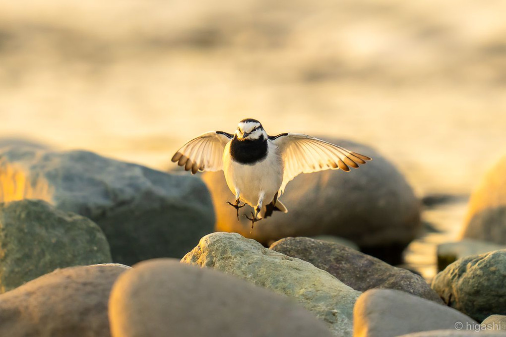 夕方の河原の野鳥