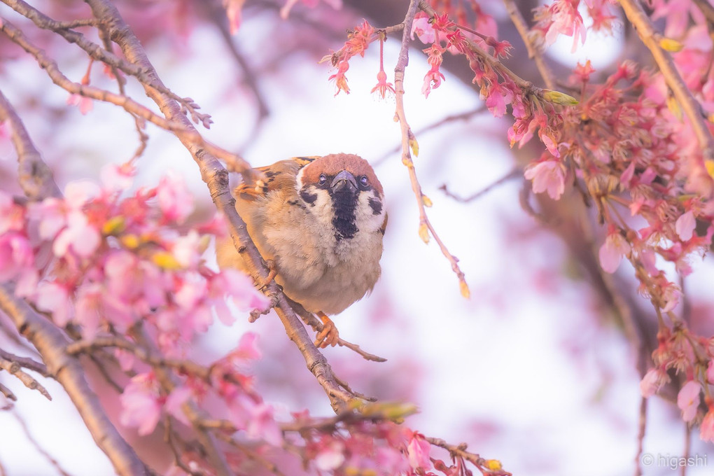 桜とちゅん助