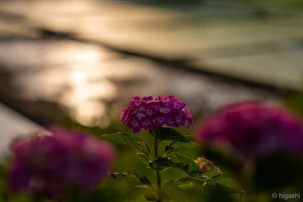 河沿いの紫陽花