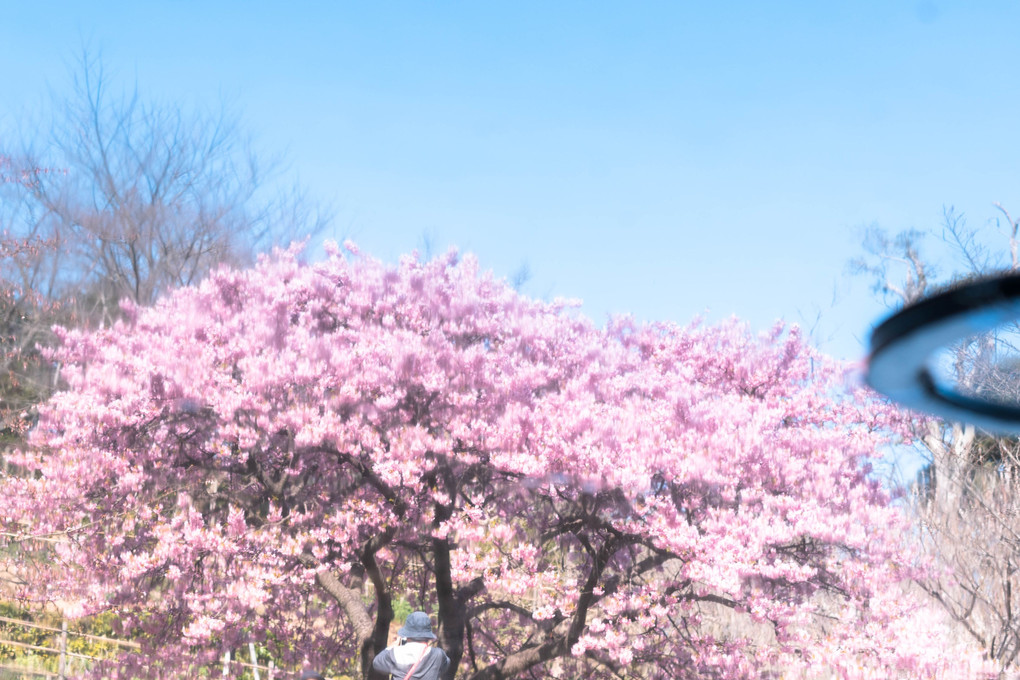 河津桜。