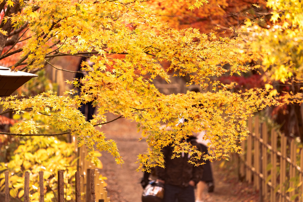 呑山観音寺。（２）