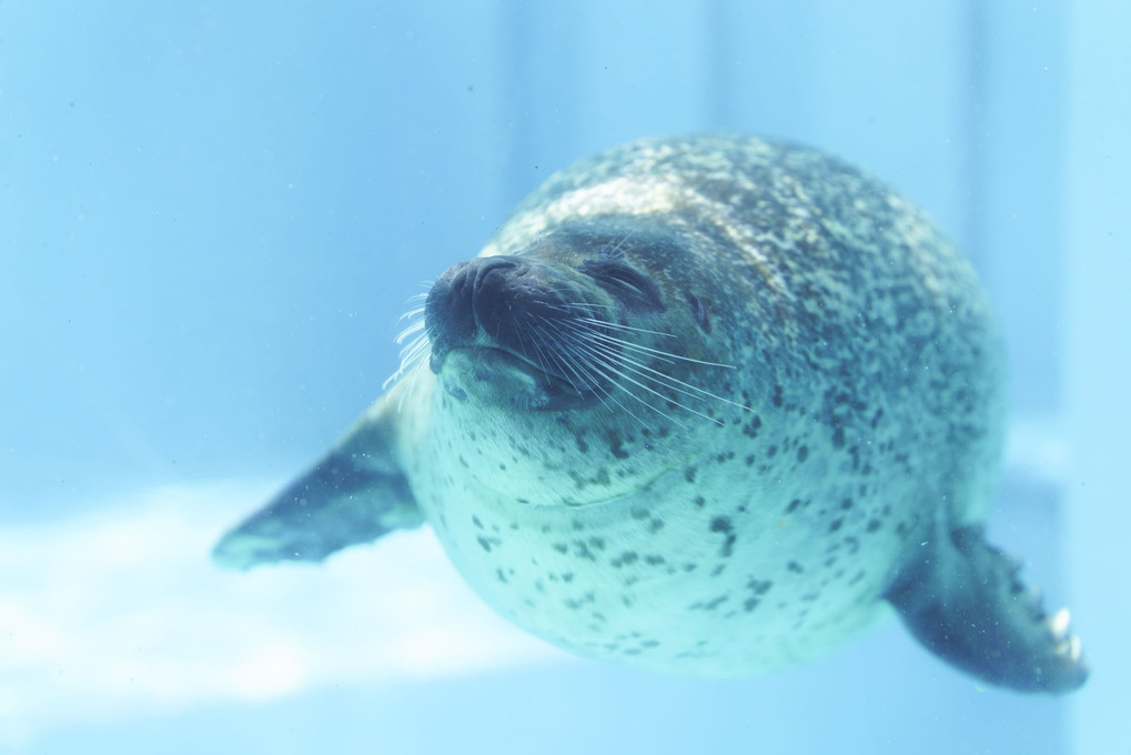 水族館。