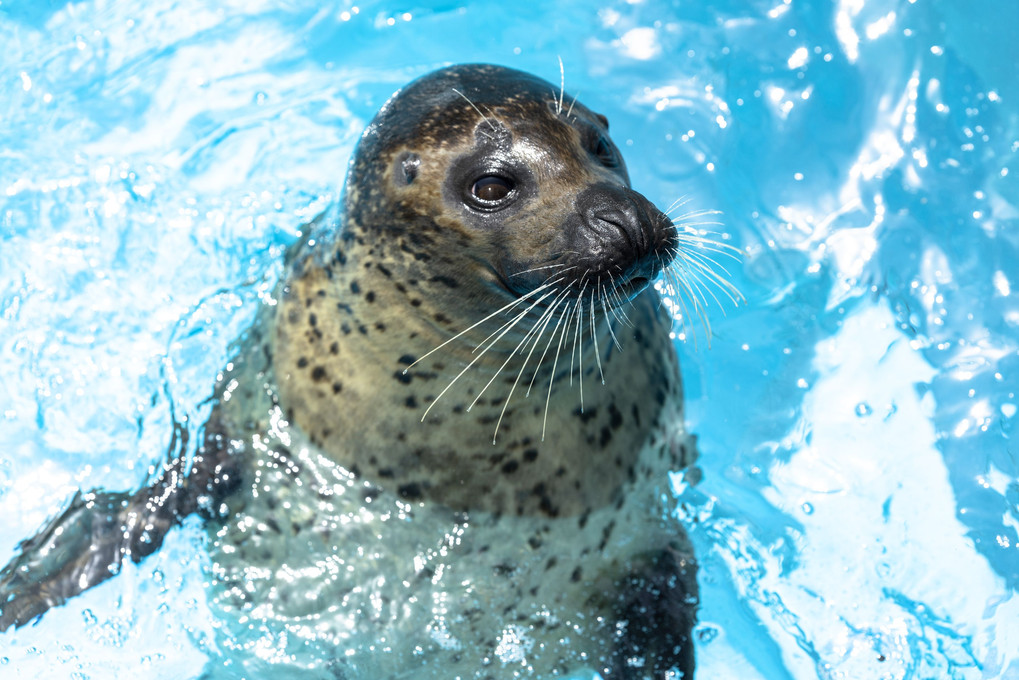 水族館。