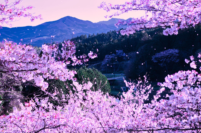 桜散る里の山 やぐさん Acafe Aの写真投稿サイト ソニー