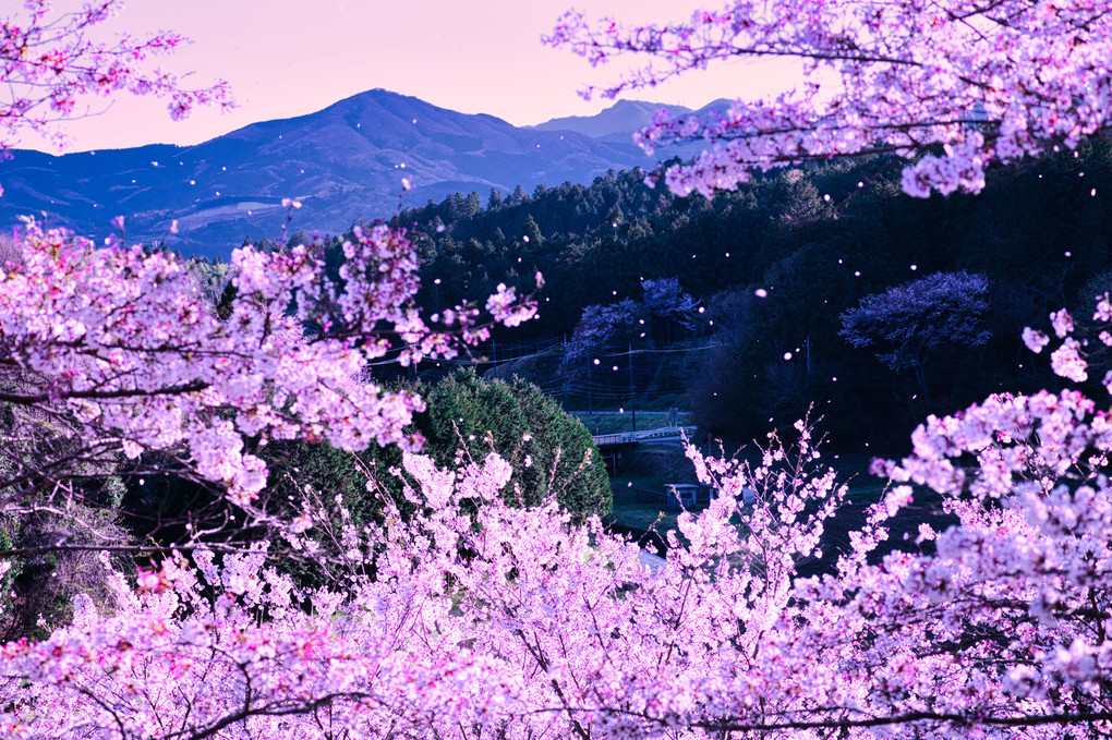 桜散る里の山
