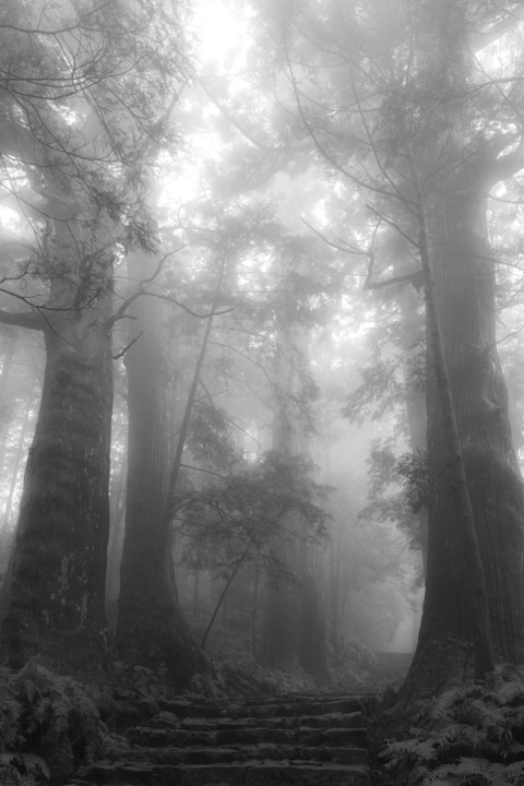 濃霧の森