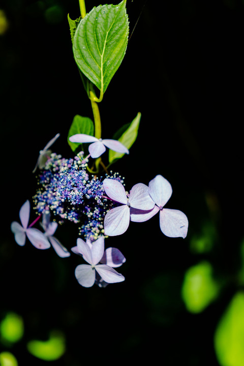 紫陽花