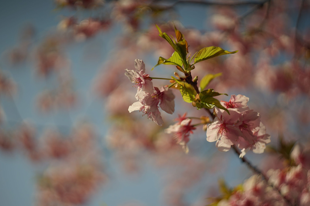 池上本門寺入口の桜