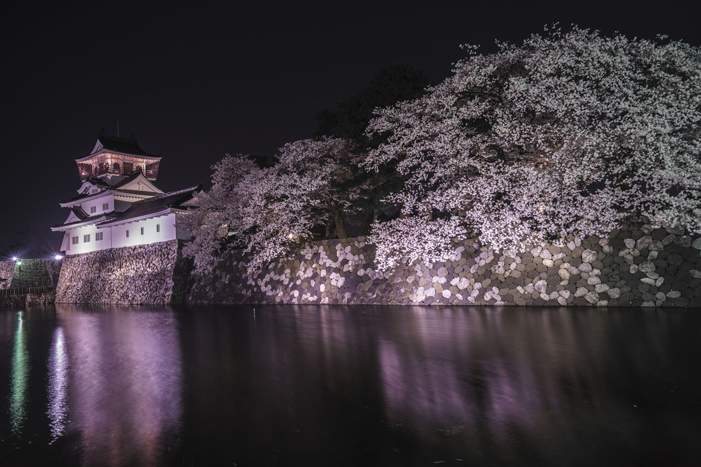 富山城夜桜満開之図