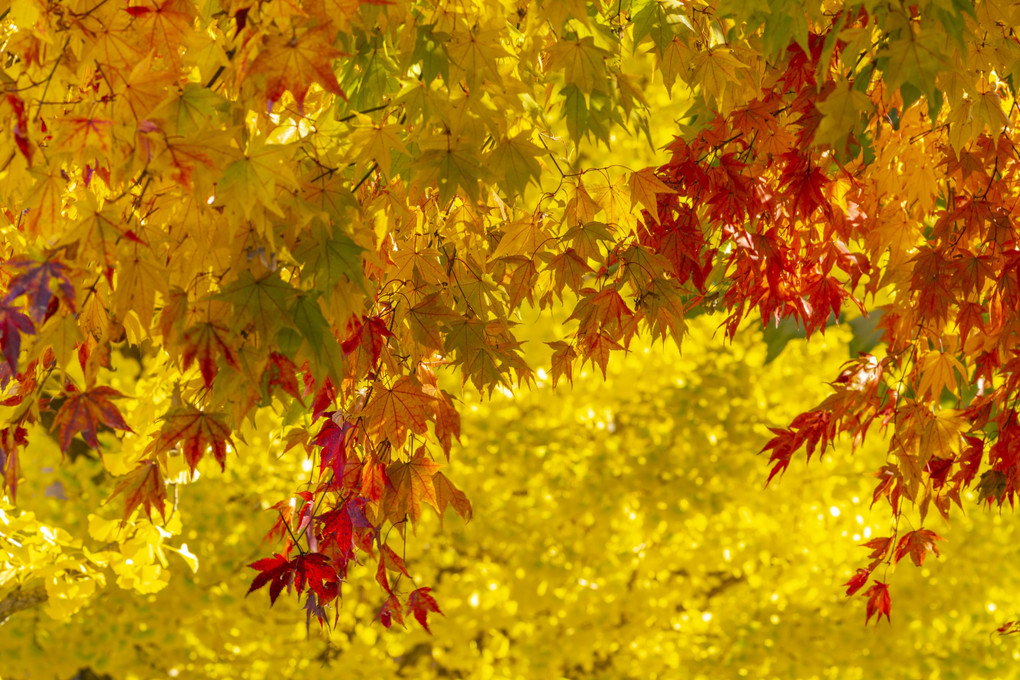 Autumn Colors in Sapporo