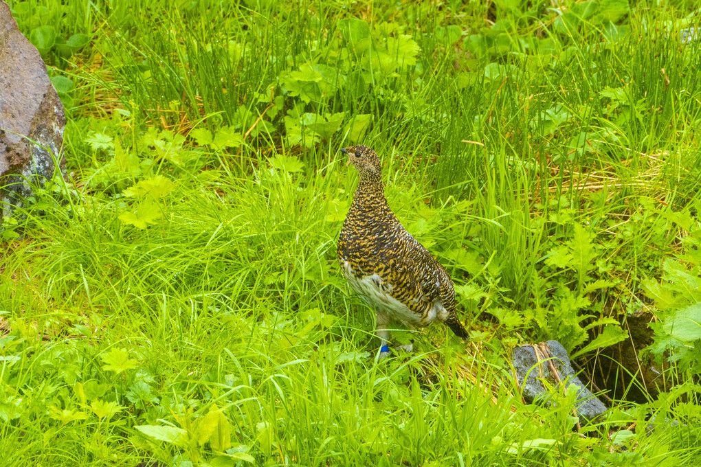 ライチョウ親子の朝食タイム