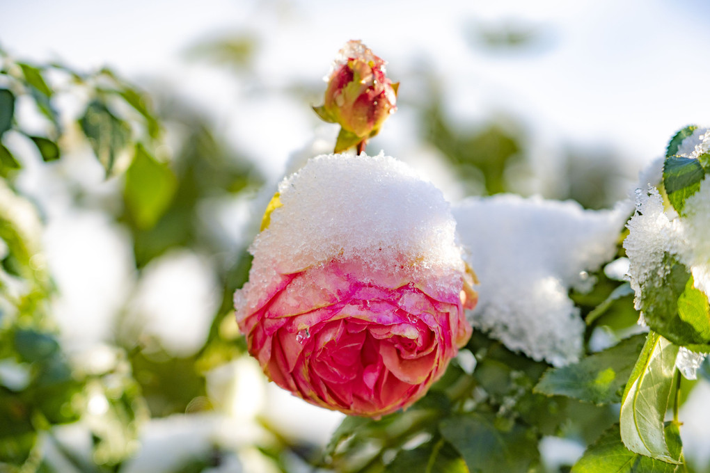 雪化粧