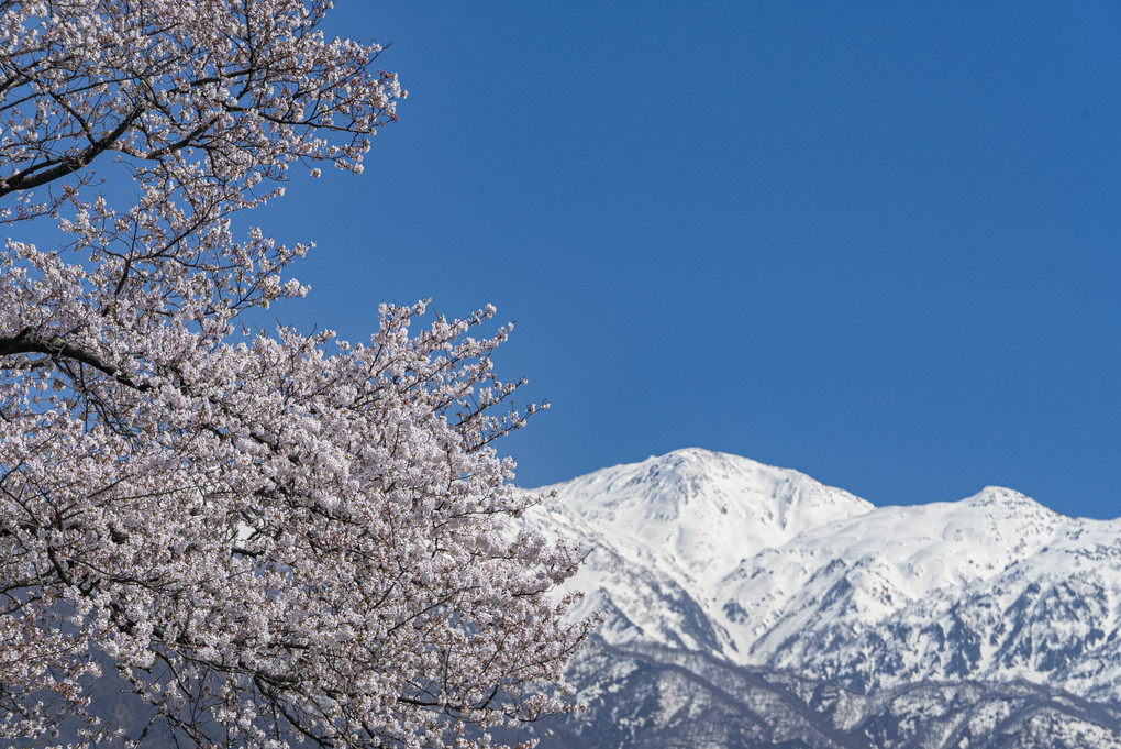富山の桜と山