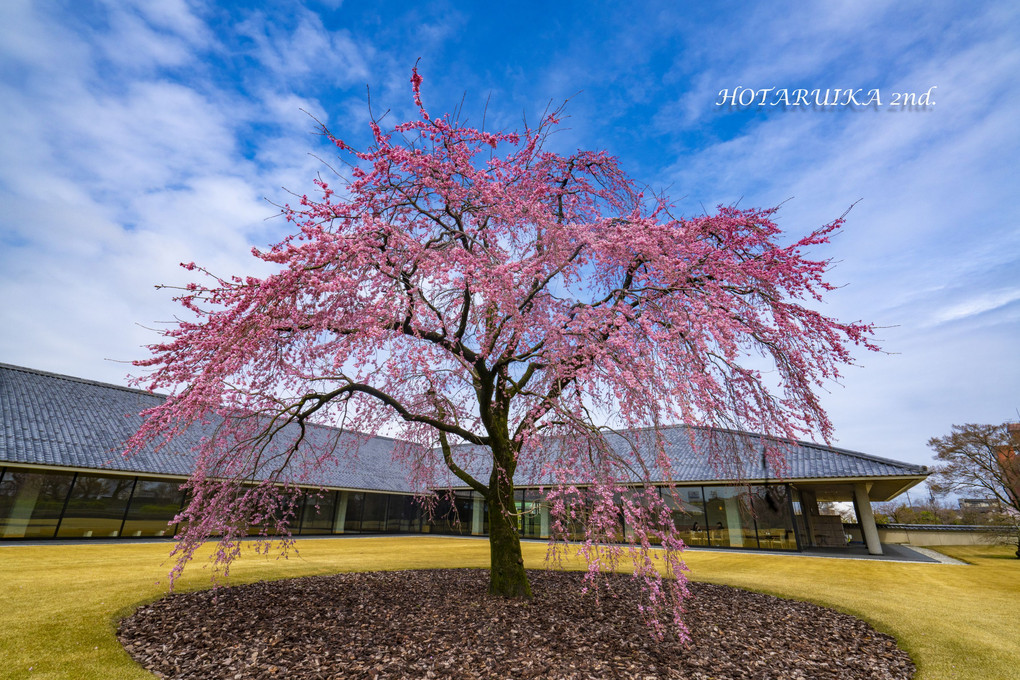 富山の一本桜