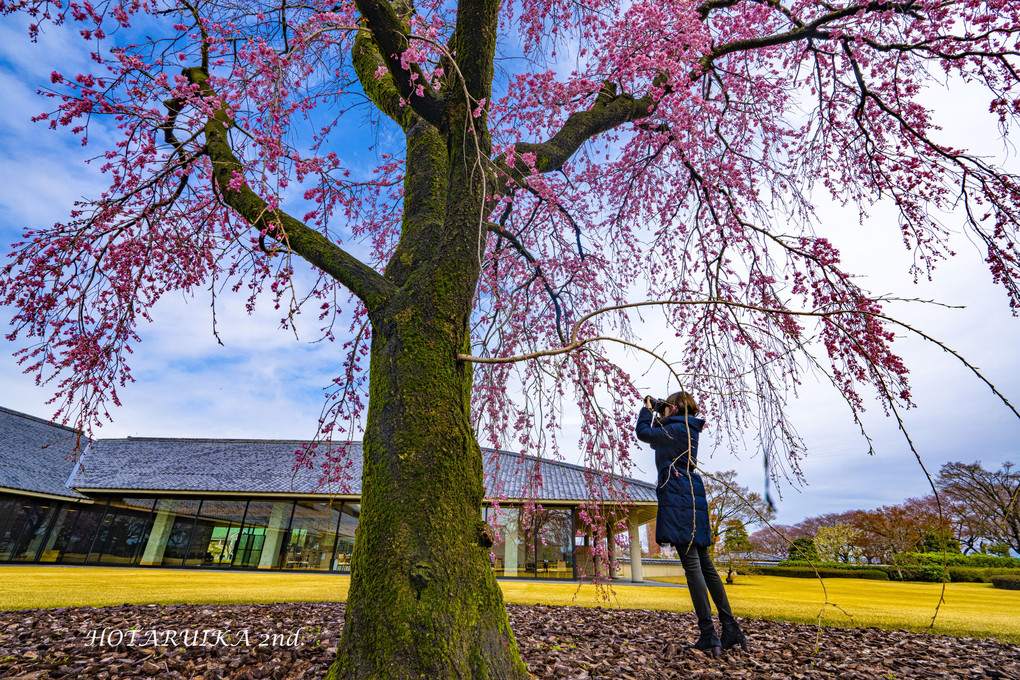 富山の一本桜