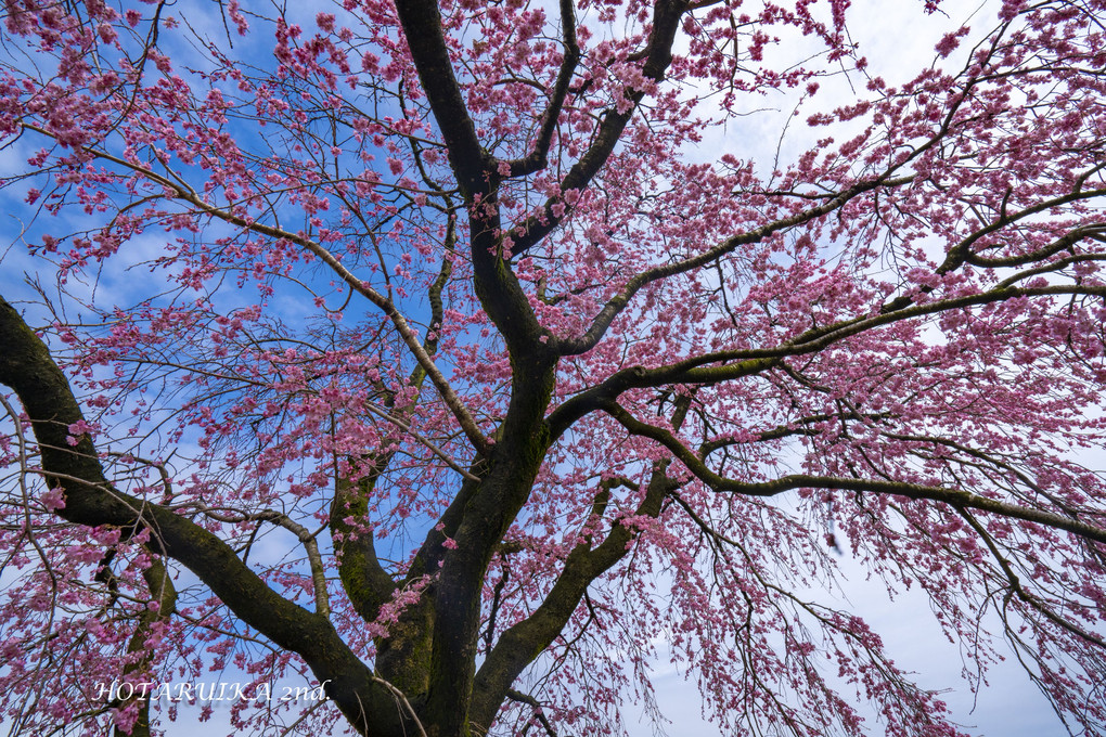 富山の一本桜