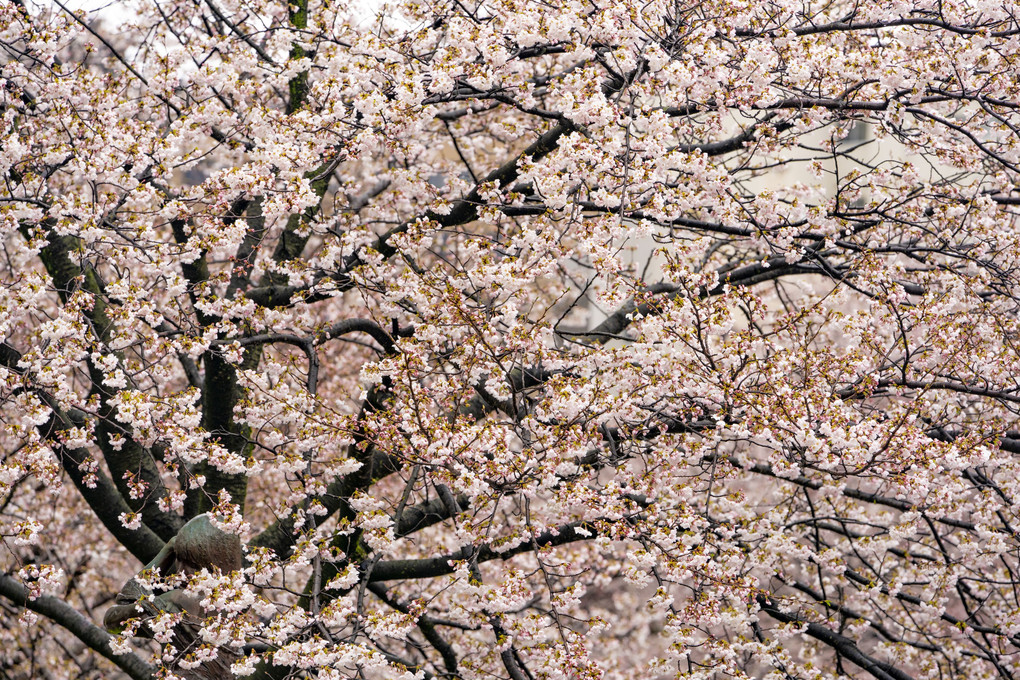 松川べりの桜