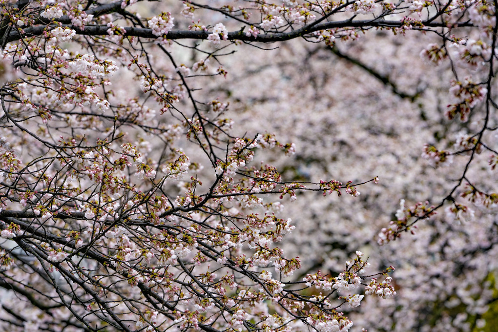 松川べりの桜