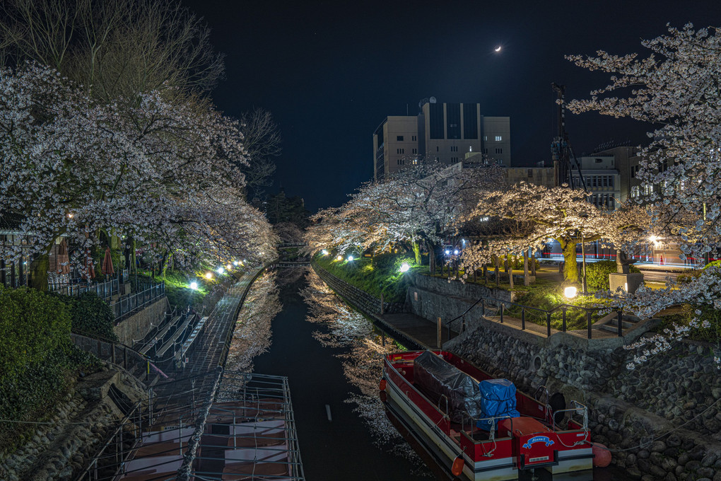 富山の夜桜いろいろ