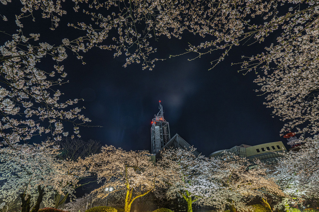 富山の夜桜いろいろ