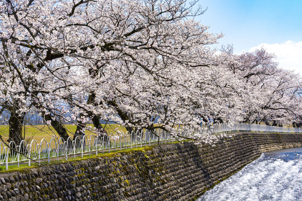 シリーズ「富山の桜と川」