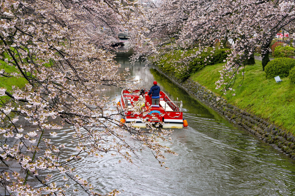 シリーズ「富山の桜と川」