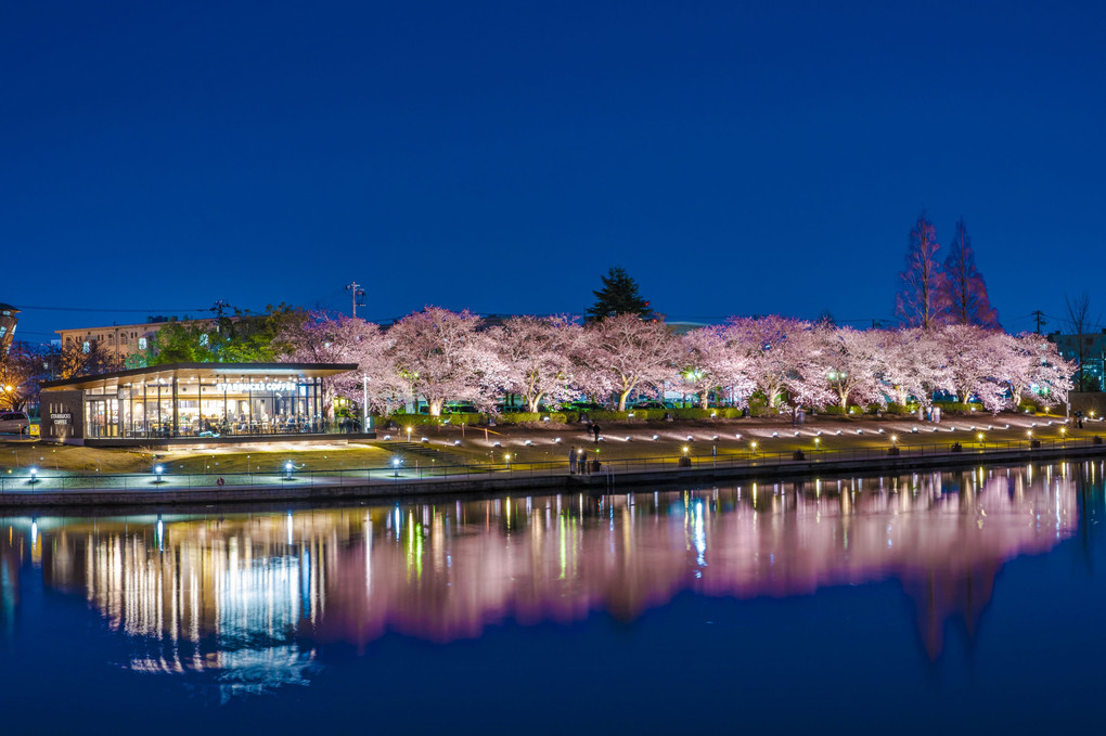 灌水公園の夜桜