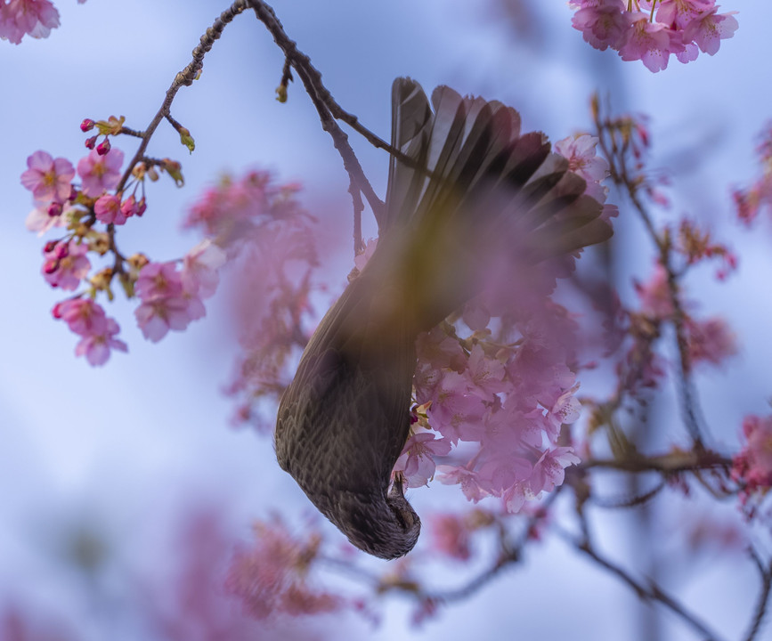 富山の河津桜