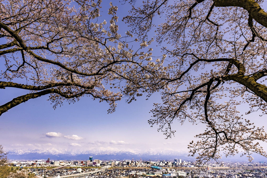 富山の春を愛でる