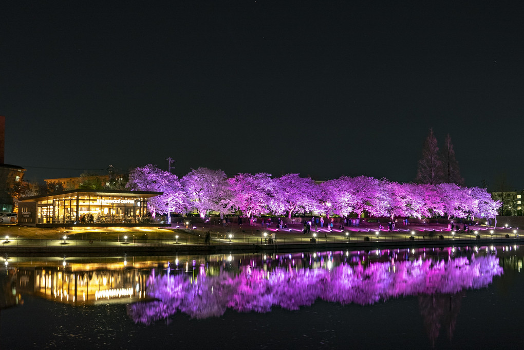 富山の夜桜
