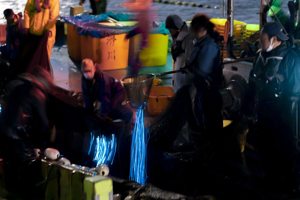 ホタルイカ漁〜生命を燃やす光