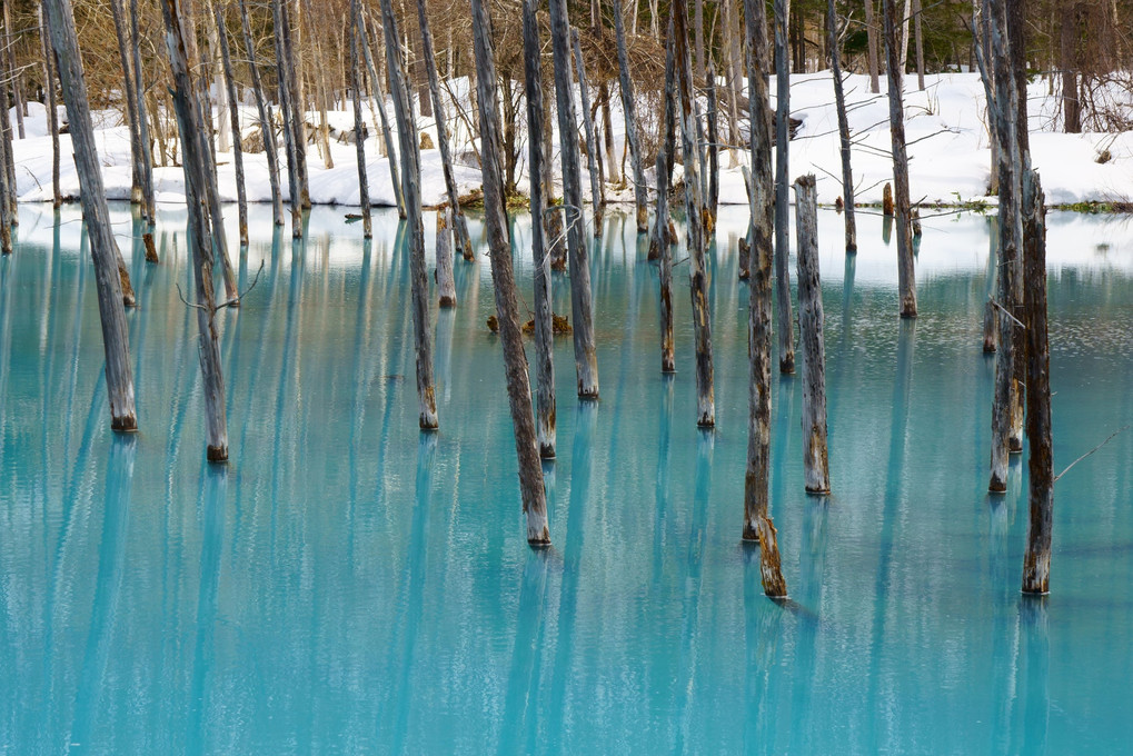 春の兆し２～青い池