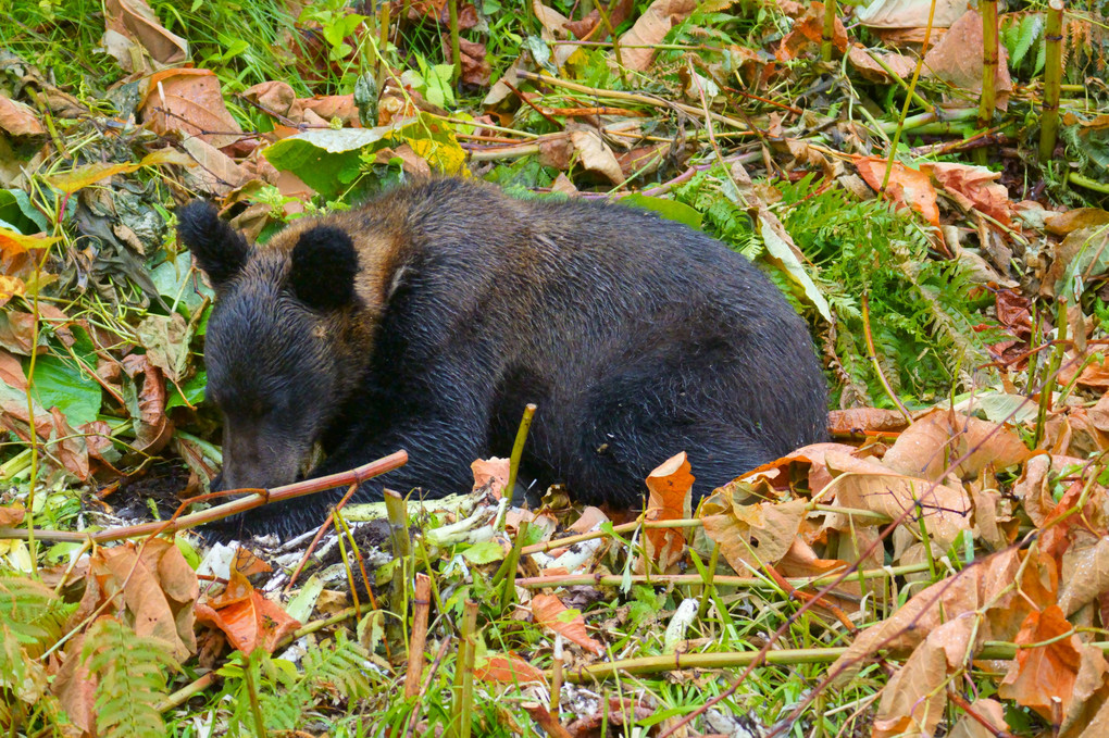 ヒ、ヒグマが出た～