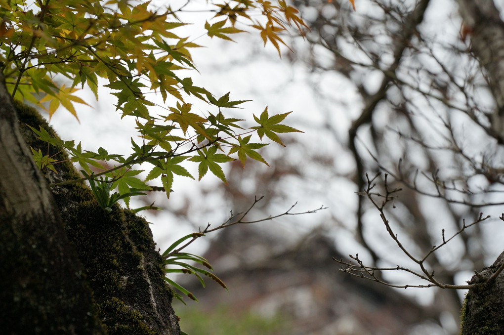 枯葉散る広島城