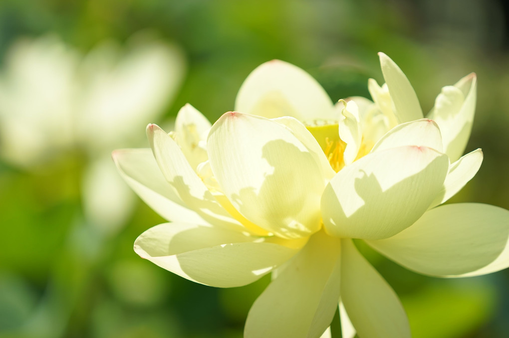 夏の花たち