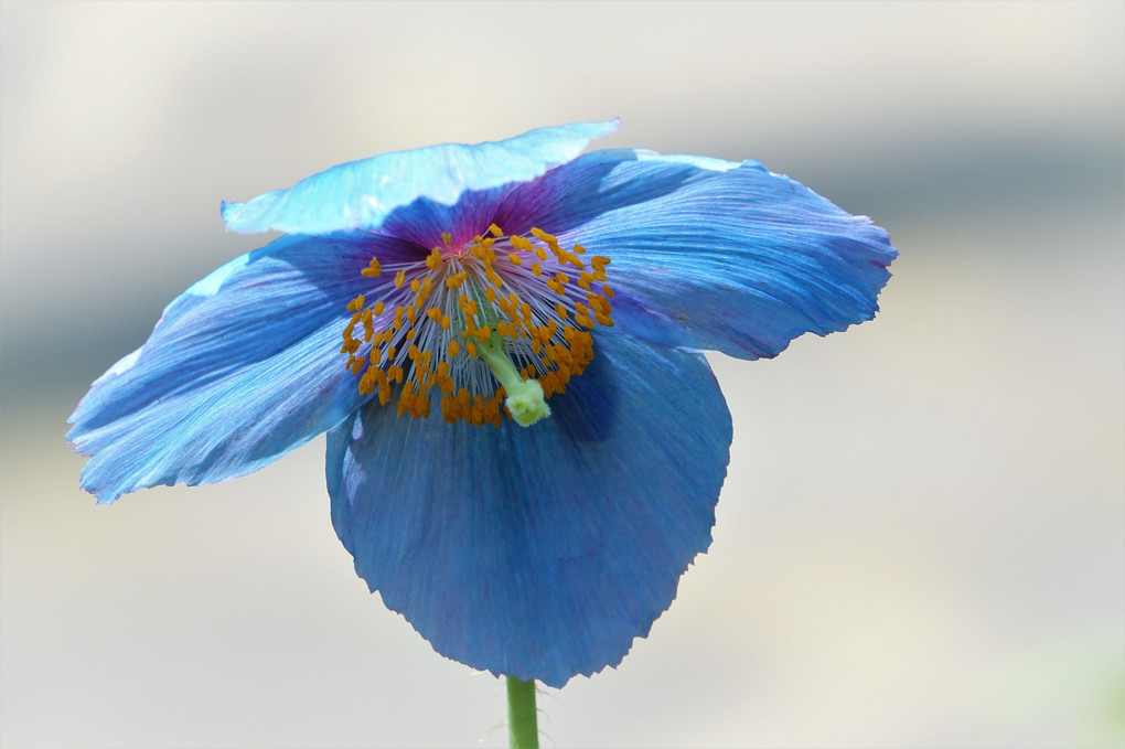 青いケシの花♪