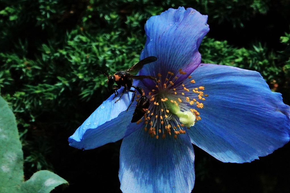 青いケシの花♪
