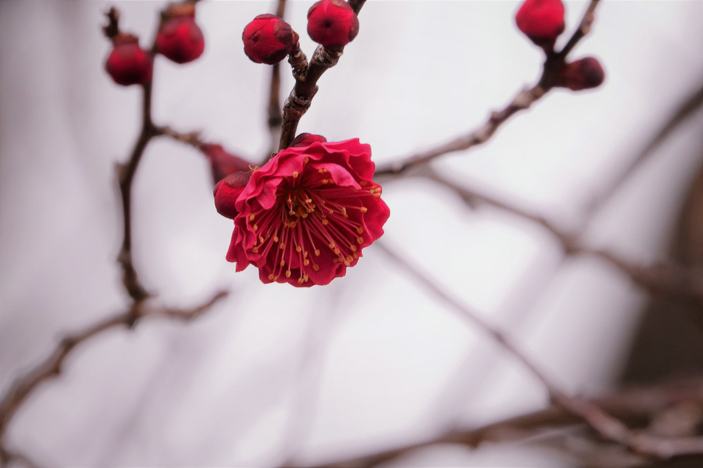 公園の花たち♪