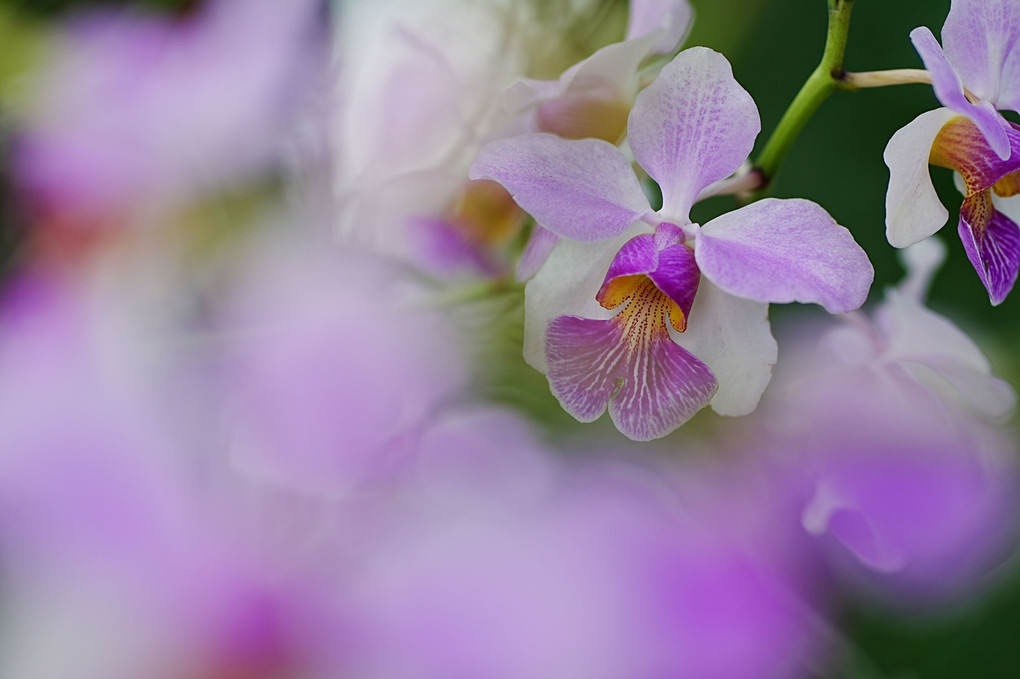 咲くやこの花館♪