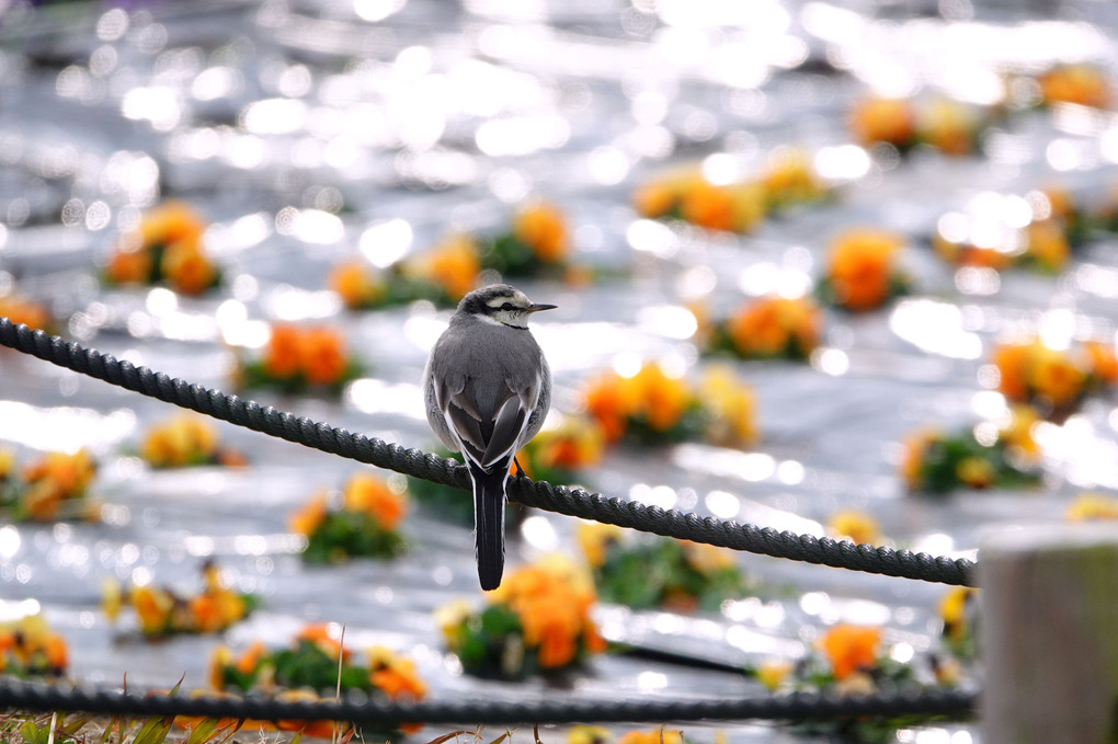 お花を見に来たよ♪