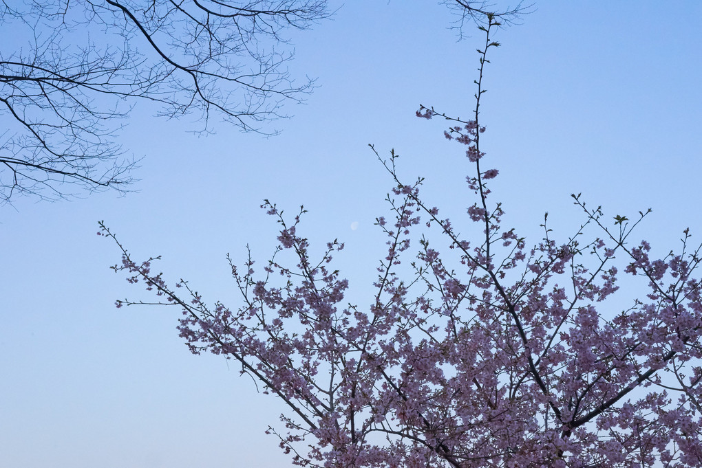 河津桜と月