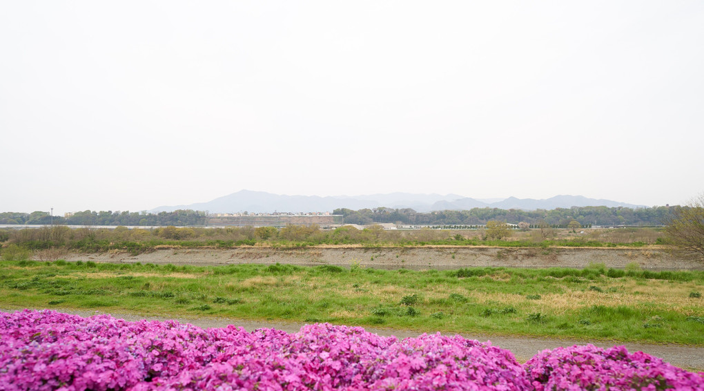 相模川の芝桜からの大山