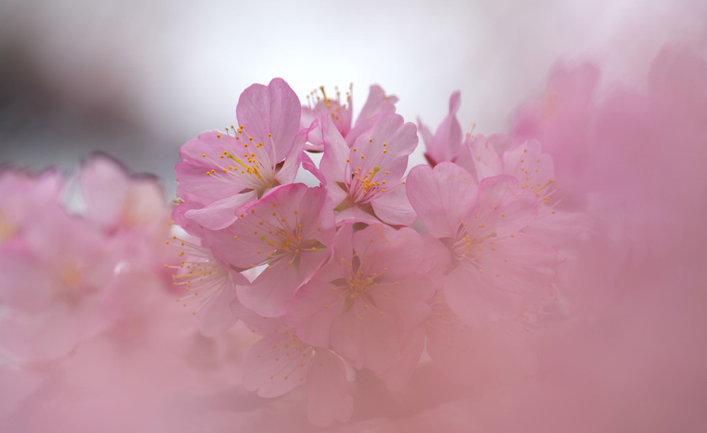 北国の春〜桜