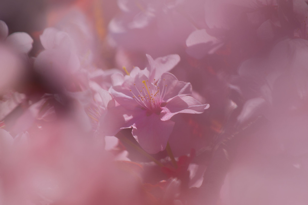 北海道神宮の桜
