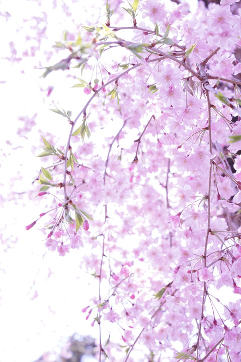 『chelseaと桜を楽しむイベント』参加して