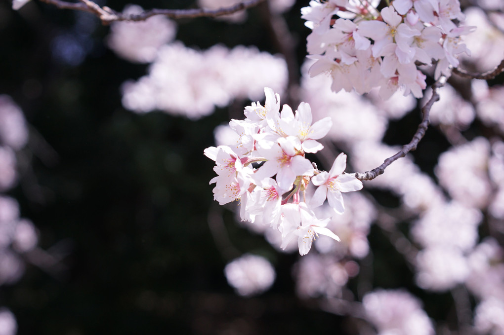 『chelseaと桜を楽しむイベント』参加して